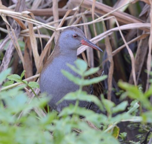 A Water Rail partially hidden by wetland vegetation.