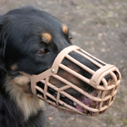 Dog-biting attacks as likely inside as outside the home, says new research