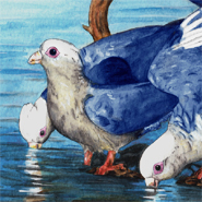 Artist's impression of the Danish Blue Parrot (image: David Waterhouse) 