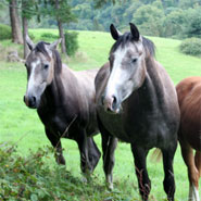 Exploring horse welfare in Ireland