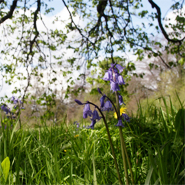 Enhancing the campus woodland for present and future generations