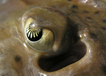 Overall Winner: 'Ray-zor sharp vision'