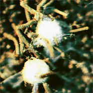 Sexual structures formed where two compatible strains of Aspergillus fumigatus have mated.