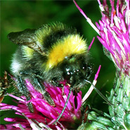 Irish biodiversity loss linked to intensive farming practices, study shows