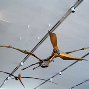 A pterosaur skeleton (photo by Saku Takakusaki)