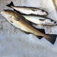 25% of fish products labeled and sold as cod and haddock are from different species, research shows