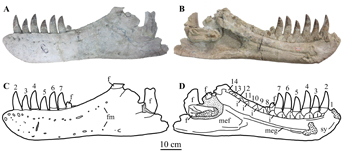 Lower jaw of Zhuchengtyrannus magnus