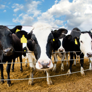 Cattle - Tail hair tells tale of cattle’s diet – Scientists trace grassland production 