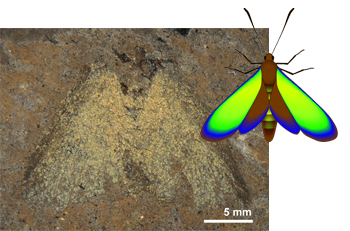 The restored colours of a 47-million-year-old moth (fossil, above) may have served to camouflage the insect and warn would-be predators of the creature's toxic taste. Credit: Adapted from M. E. McNamara et al., PLoS Biology, 9 (2011)