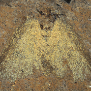 The restored colours of a 47-million-year-old moth (fossil, above) may have served to camouflage the insect and warn would-be predators of the creature's toxic taste. Credit: Adapted from M. E. McNamara et al., PLoS Biology, 9 (2011)