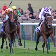Scientists trace origin of 'speed gene' in modern racehorses to British mare of 300 years ago: Parish Hall (far right) wins the Group 1 Dubai Dewhurst Stakes at Newmarket in October 2011 for owner/breeder/trainer Jim Bolger. Northern Dancer is prominent on both the sire and dam side of his pedigree. Credit: Trevor Jones, Thoroughbred Photography Ltd 