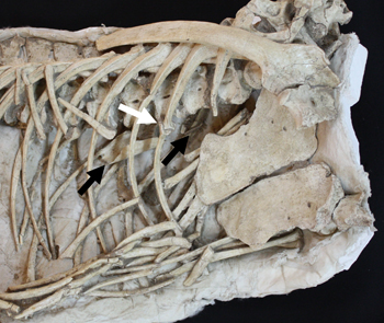 Image of Velociraptor fossil showing the 75 mm long pterosaur bone in the gut (black arrows) and where the rib cage was broken (white arrow). 