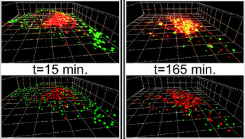 3D images of a HeLa cell immediately after (15 min) a short pulse of 50nm green-fluorescently-labelled polystyrene nanoparticles, and 165 mins later. 