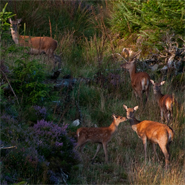 Kerry red deer ancestry traced to population introduced to Ireland by ancient peoples over 5,000 years ago - Image credit: Kerry red deer image copyright Ruth Carden