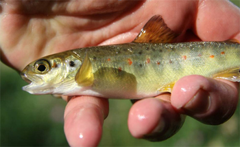 Salmon fry spawned in the Rye Water