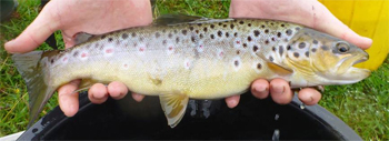 Rye Water brown trout