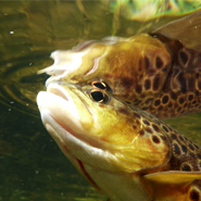 Intel supports 20 years of research on a tributary of the River Liffey by UCD researchers