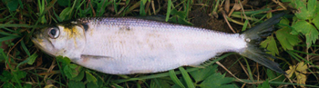 Fish known locally as the 'goureen' CREDIT: Willie Roche, Inland Fisheries Ireland