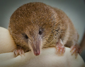 This is the pygmy shrew (Sorex minutus).