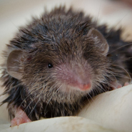 Pygmy shrew population in Ireland threatened by invasion of greater white-toothed shrew