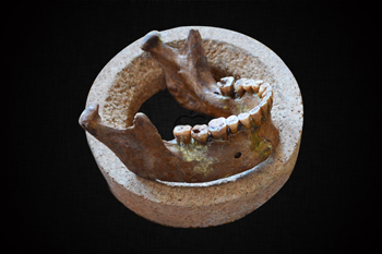  Lower jaw and teeth of Mesolithic hunter-gatherer (Credit: Olivia Cheronet)