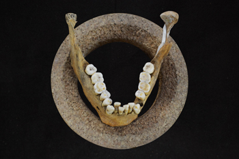  Lower jaw and teeth of Early Neolithic farmer (Credit: Olivia Cheronet)