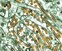 Cell Structure of H5N1