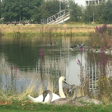 A group of swans at the end of a lake with a long building in the background