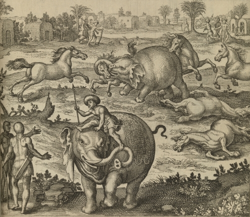 Image 1 - The first image
resembles the two engravings of the natural world, but whereas elephants and other ‘wild’ animals are being portrayed as symptomatic of the lack of human control in the previous images, here the elephants on display are described approvingly by Coverte.