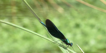 Find out more about freshwater research at UCD