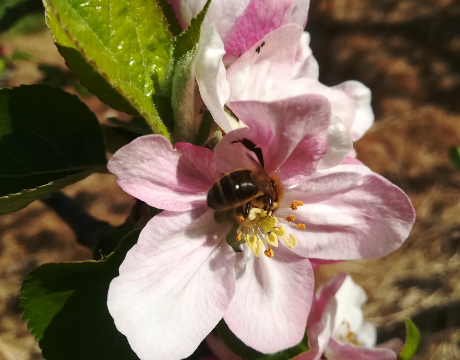 As one of the most diverse groups of organisms on this planet, insects comprise over half of all known animal diversity on Earth. UCD researchers are working with varied sectors to create a landscape where pollinators can thrive and to drive changes in EU policy.