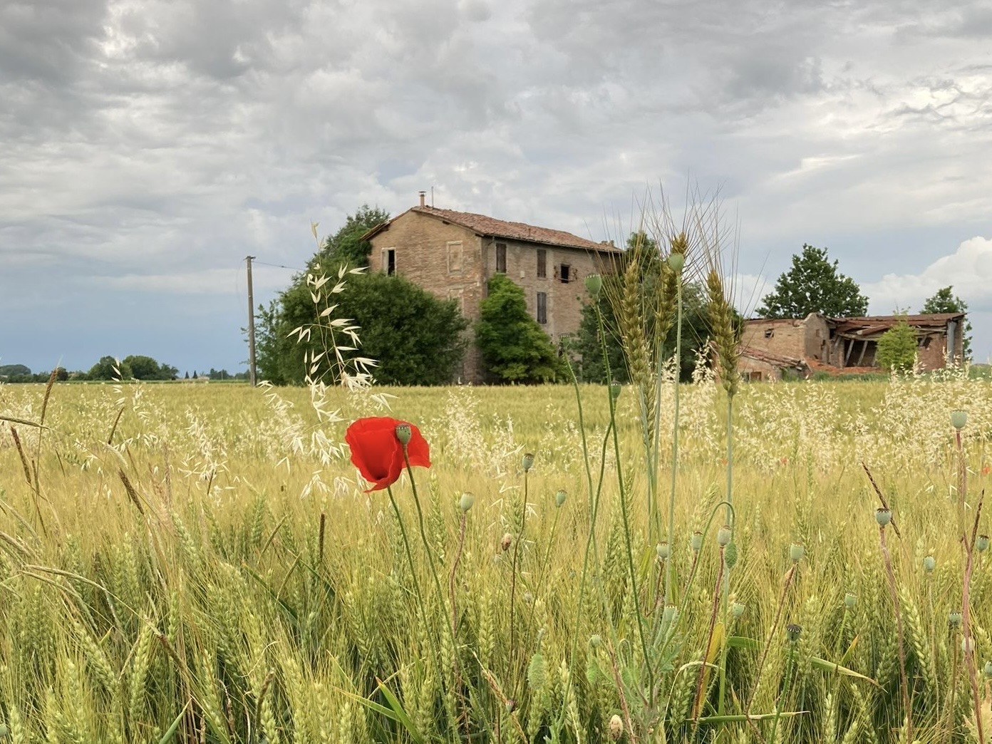 Shot of house with field in front, one single poppy flower