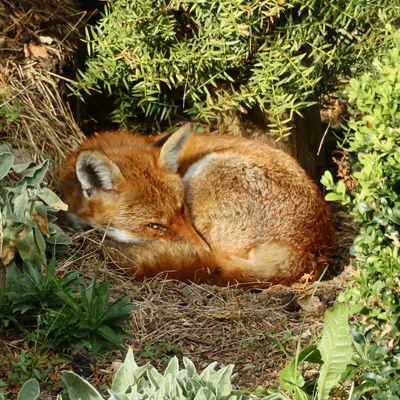 Image of a fox sleeping