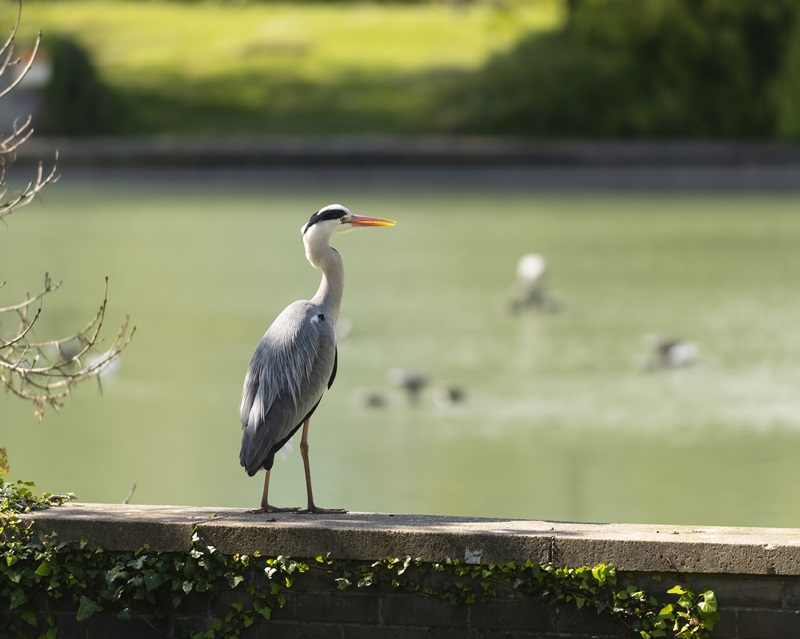 Heron standing on the edge of the UCD Belfield main lake