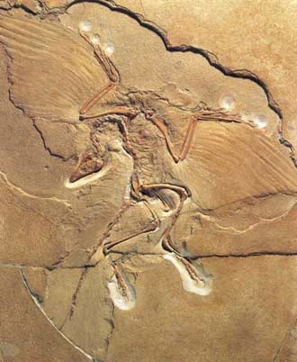 Complete fossil of bird: Image by Gareth Dyke 
