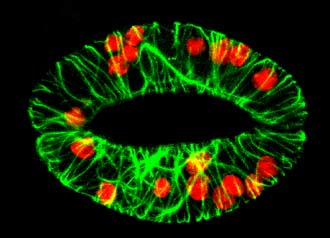 Confocal image of guard cells showing chloroplasts (in red) and microtubes (green)