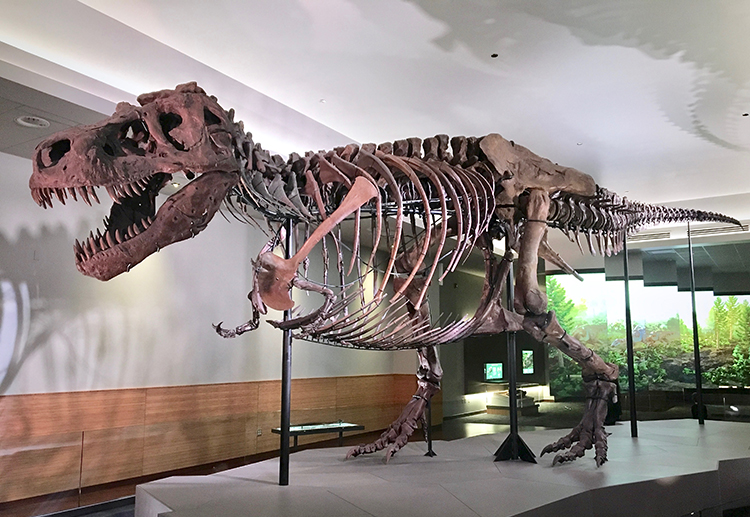 T. rex noses out dinosaur competition