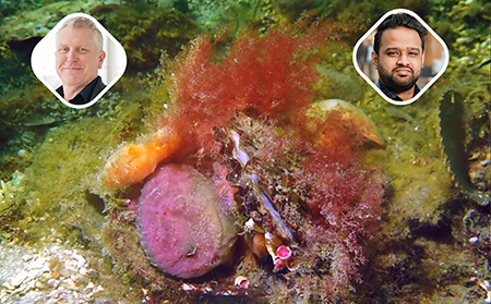 UCD leads new €1.5m project to restore native oyster reefs to strengthen coastal resilience