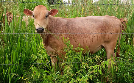 Criollo Cattle: Could an old breed be the beef industry’s answer to climate change?