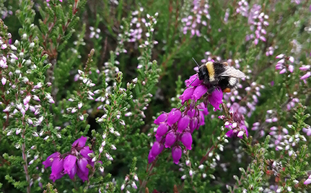 Honeybee activity linked to smaller bumblebees in heather habitats