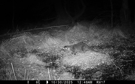 Elusive otter captured on camera by UCD researcher after five-year wait