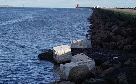 UCD and Dublin Port Company boost marine biodiversity with ‘world-first’ eco-engineering