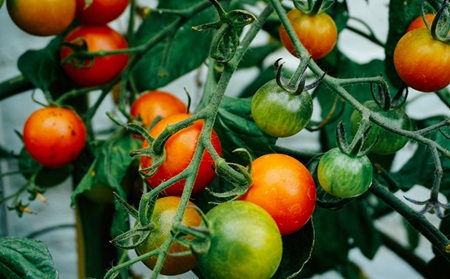 UCD partners on new €31.5m food sustainability Co-Centre