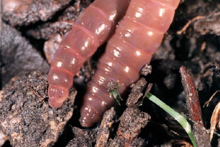 earthworms in soil