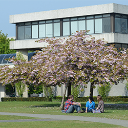 UCD students enjoying the sun on campus under the blossom trees