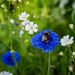 UCD Wildflower Meadow