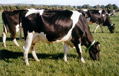 Nutrition and fertility: The dilemma for the high-yielding dairy cow