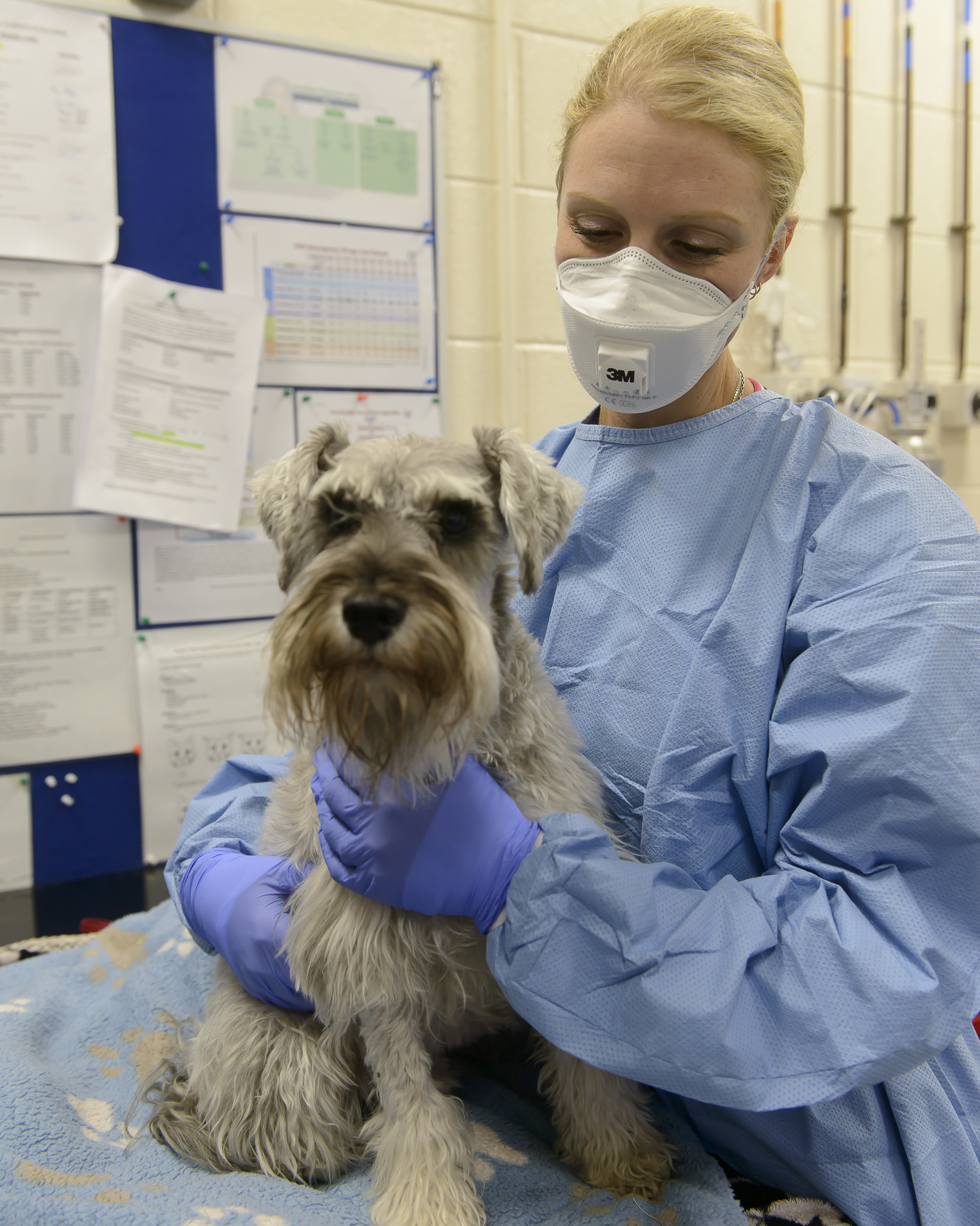 Veterinary clinician wearing a mask, gown and gloves gently holding a small dog during a clinical examination inside the UCD Veterinary Hospital.