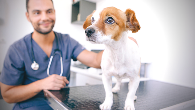 Animal Behaviour Supports Research Project - UCD School of Veterinary Medicine Animal Behaviour Supports Research Project - UCD School of Veterinary Medicine