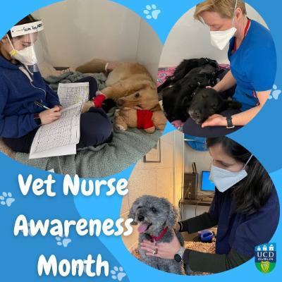 Vet Nurses at work in the UCD Veterinary Hospital